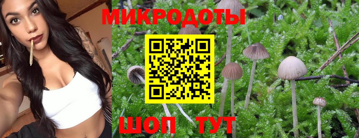 Галлюциногенные грибы Psilocybine cubensis Бийск